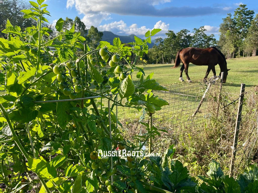 Ripening cherry tomatoes on our Queensland farm with Dusty the horse in the background
