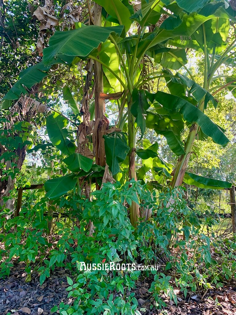 Healthy banana tree in the vegetable garden with raspberry bush