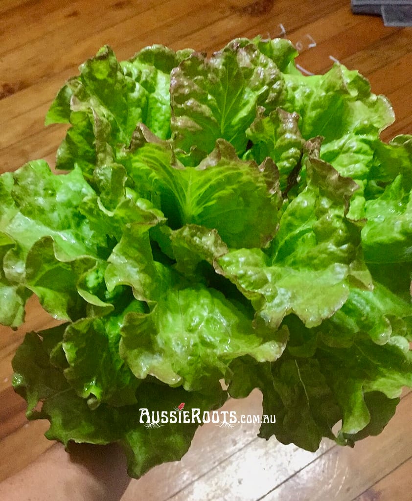 Gorgeous homegrown lettuce