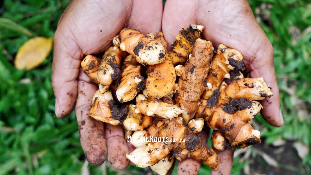 A handful of freshly harvested ginger