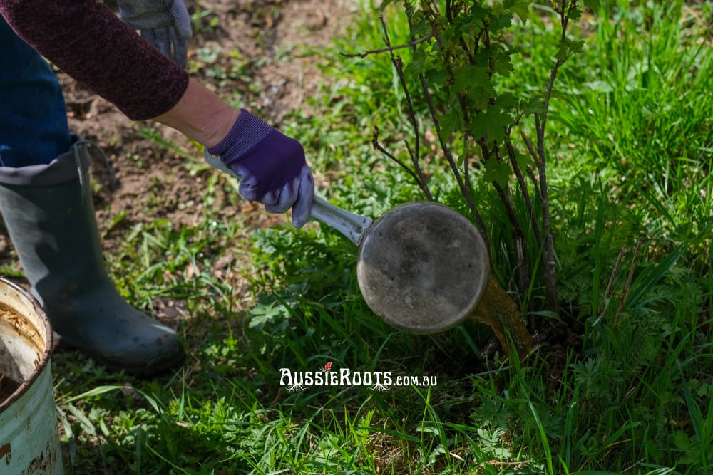 Applying compost tea in the garden