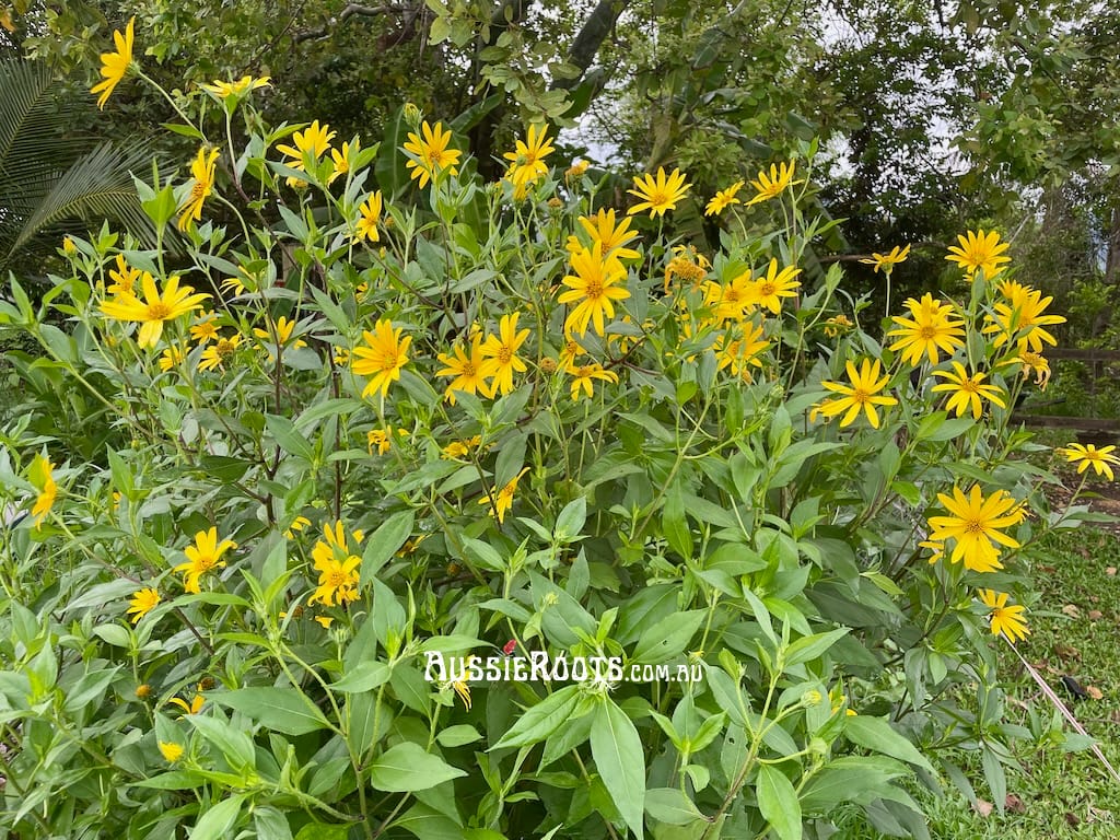 Jerusalem artichoke or sunchoke edible plants