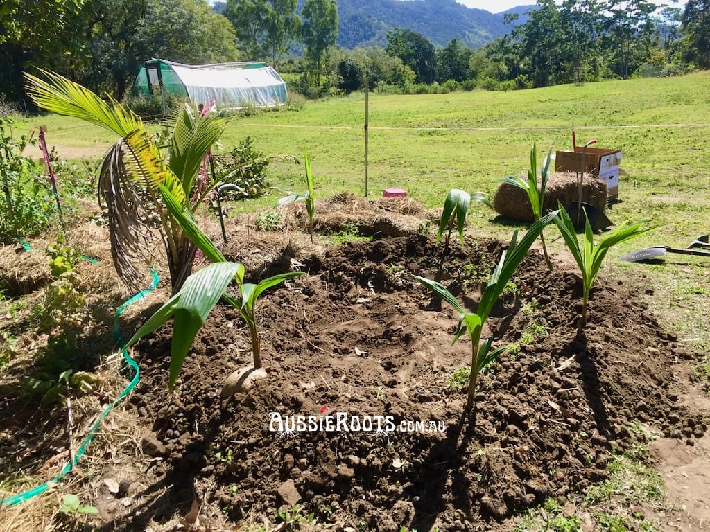 continuing work on the coconut circle