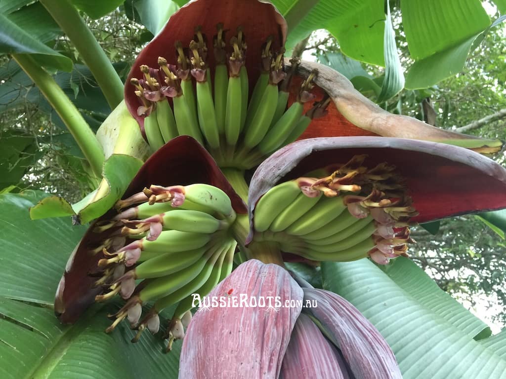 Huge bunches of small banana fruits