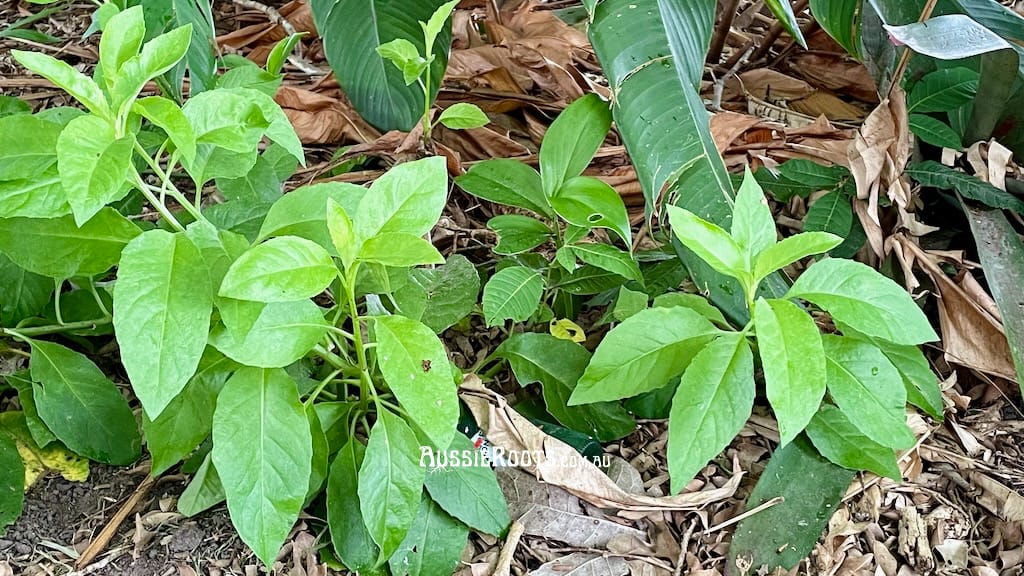 sambung also known as longevity spinach gynura procumbens in my garden