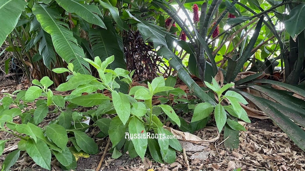 Longevity Spinach Plant Profile (Gynura procumbens) - My Aussie Roots