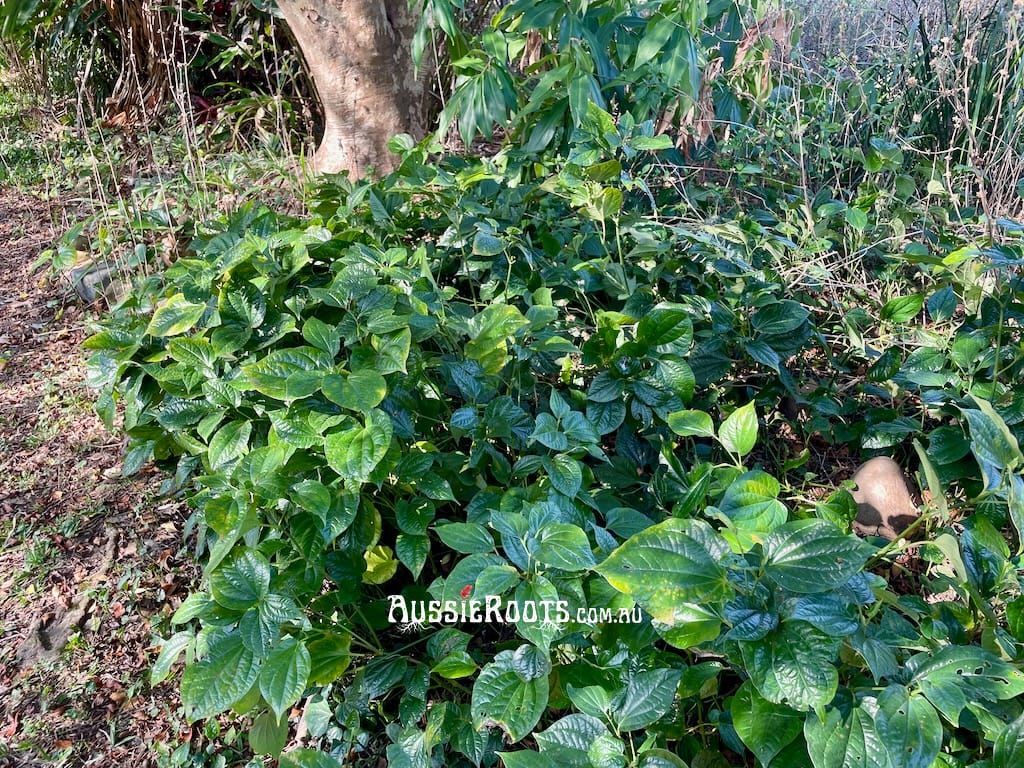 Betel Leaf groundcover