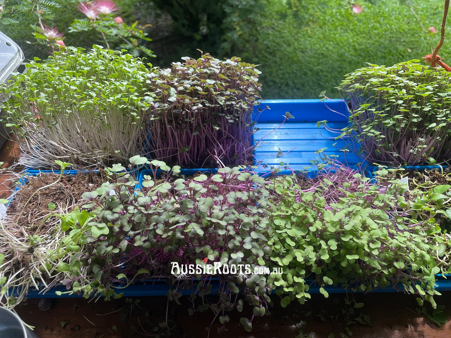 Gorgeous microgreens; broccoli, red cabbage, and kale