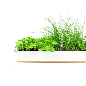 Urban Greens Microherbs Windowsill Grow Kit