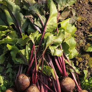 Beetroot