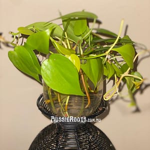 Lemon Lime Philodendron Clippings