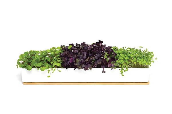 Urban Greens Microgreens Windowsill Grow Kit