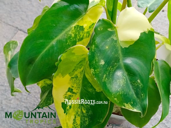 Philodendron Burle Marx Variegata - Free International Shipping