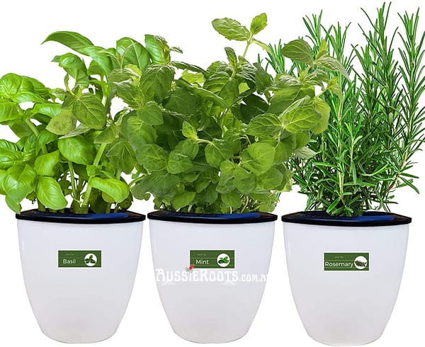 Indoor Herb Garden Growing Kit, Self Watering Planter With Heirloom Seeds & Coco Potting Soil