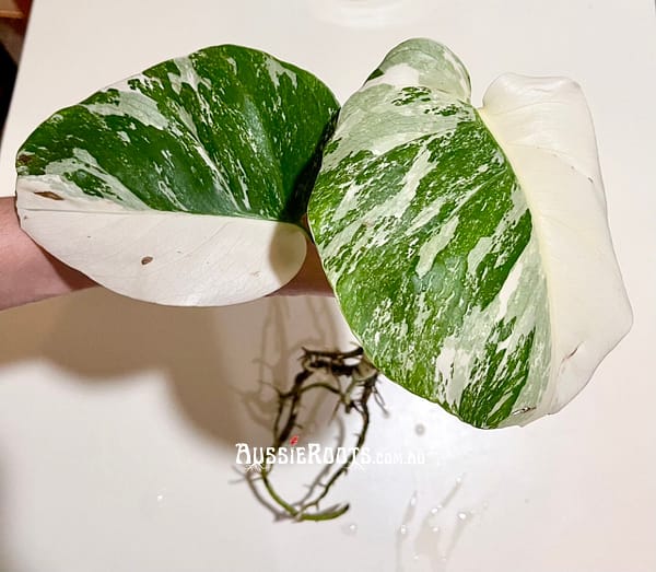 Half-Moon Albo Monstera Plant - Highly Variegated & Fully Rooted