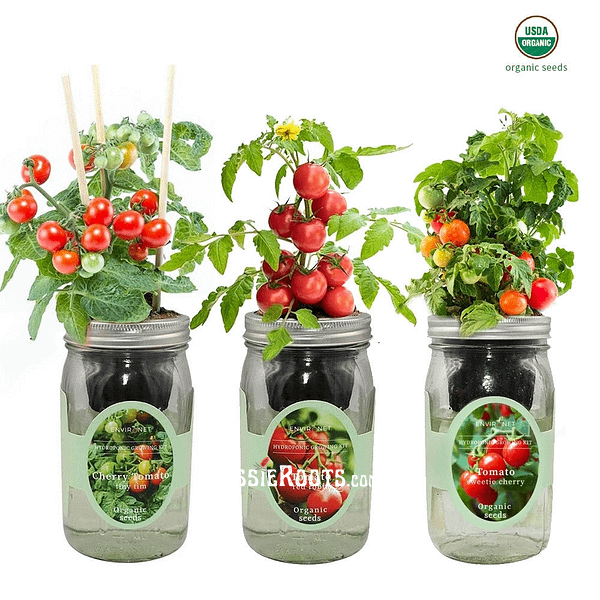 Mason Jar Hydroponic Kit Set With Organic Seeds | Cherry Tomato - Tiny Tim, Red Robin Tomato, Sweetie Cherry Tomato, Gardening Gift