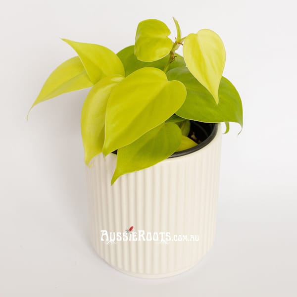 Neon Philodendron | Hederaceum Cordatum Gold Houseplant Indoor Plant Home Decor