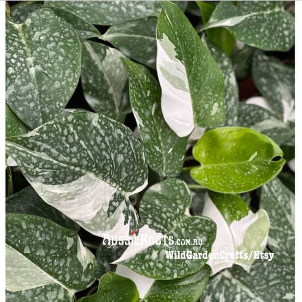 5 Plant Philodendron White Princess