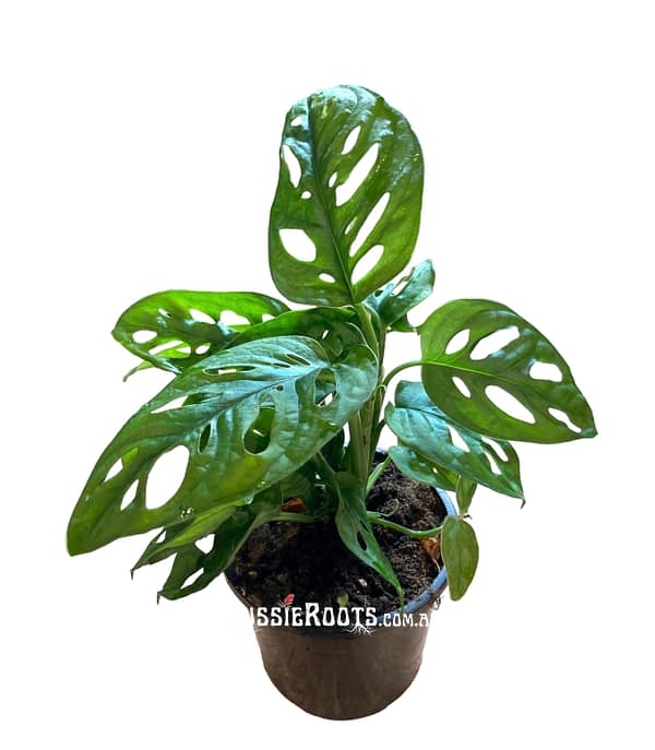 Monstera Adansonii - Swiss Cheese Plant 12cm Pot Aroid Monkey Mask Five Holes Easy Care Climbing Vine