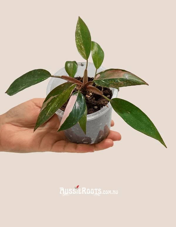 Philodendron Pink Princess Mini | Variegated Aroid Plantgems