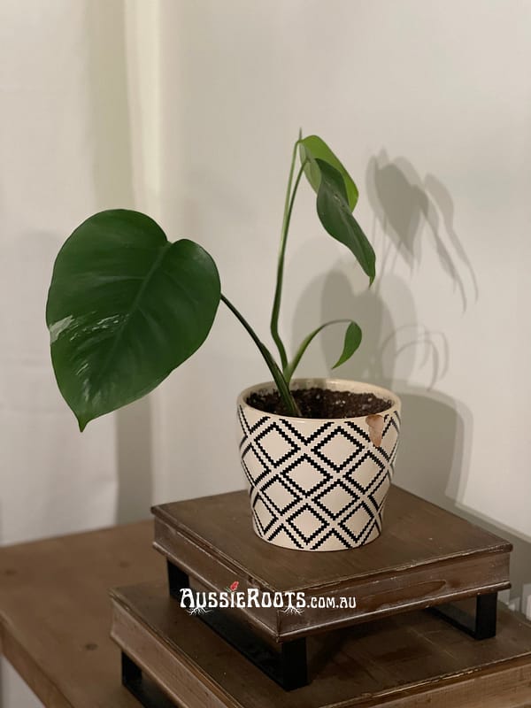 Variegated Monstera - Established Plant With 4 Leaves