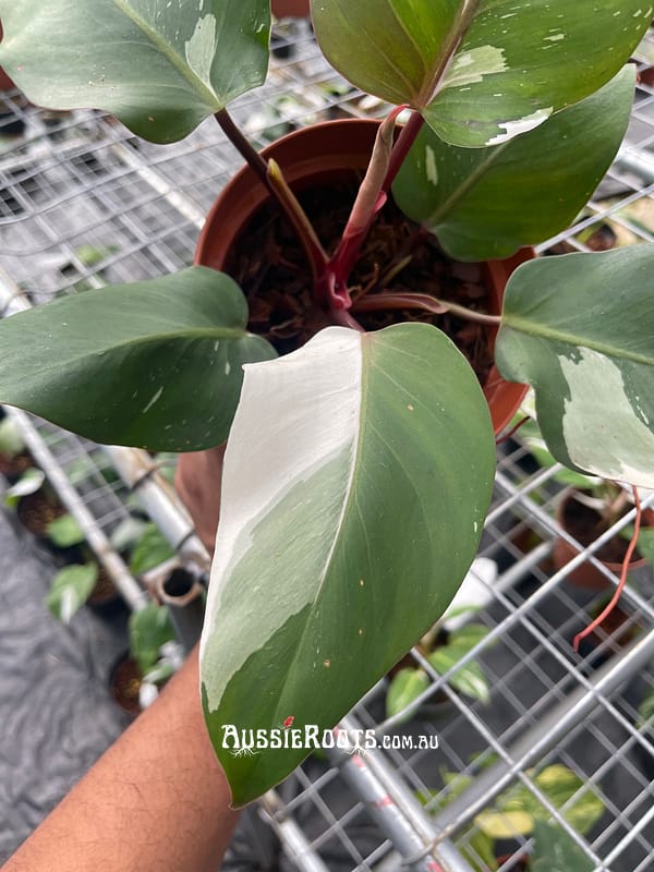 Rare Philodendron Tri Color White Knight Half Moon | Exact Pictures