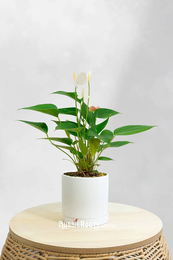 White Anthurium Andraeanum | Evergreen Flowering Plant Easy Houseplant Plantgems