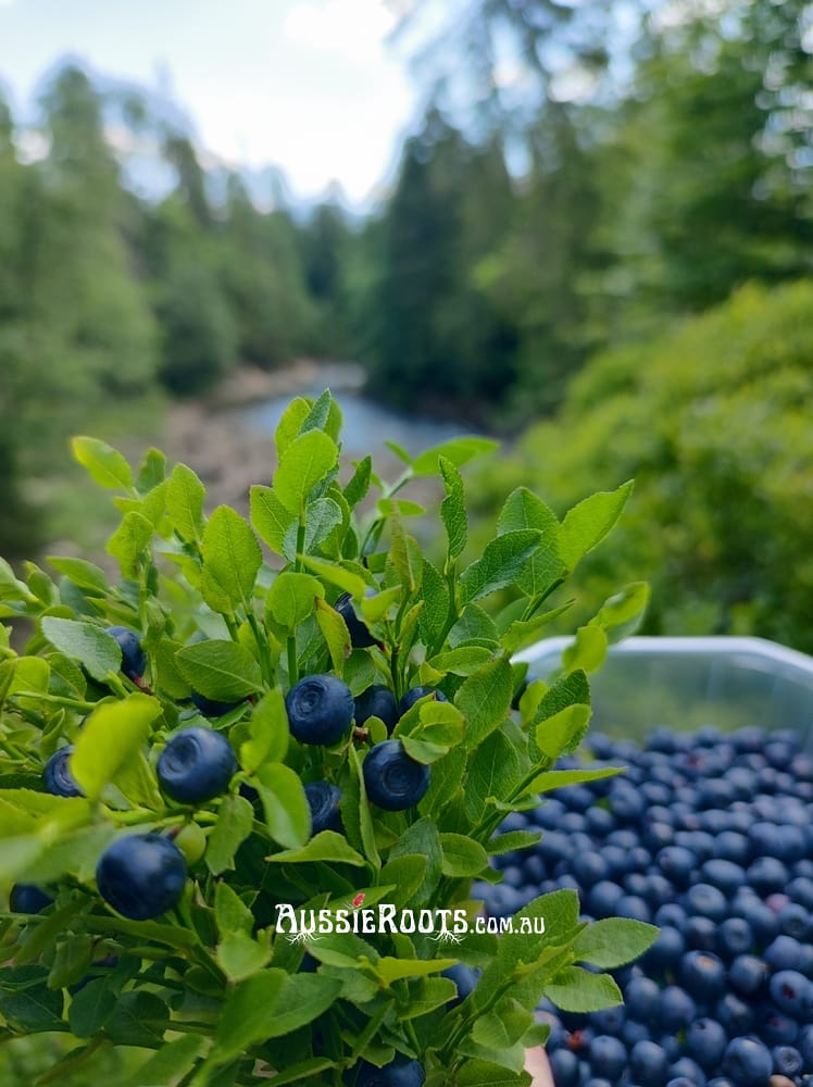 Blueberry plant with fruit