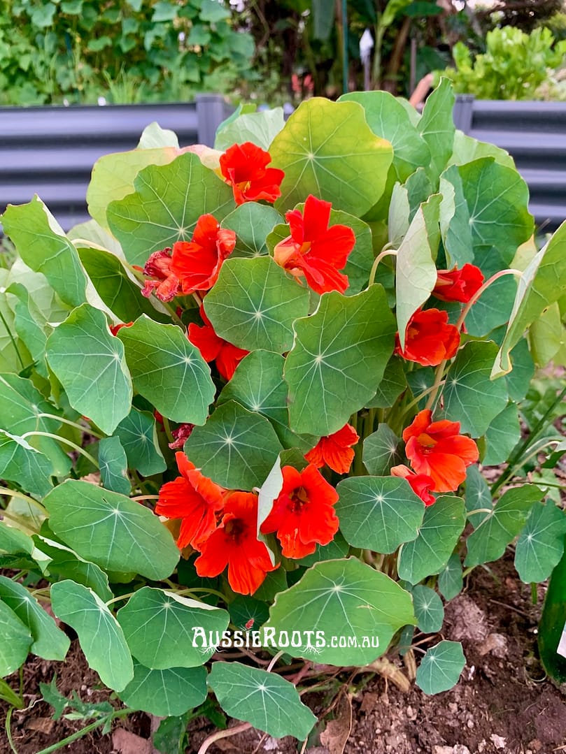 Nasturtium in flower in the vegetable garden