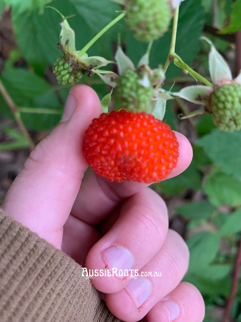 Holding a delicious raspberry